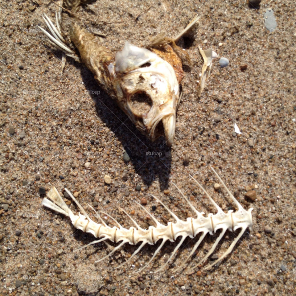 beach lake fish bones by detrichpix