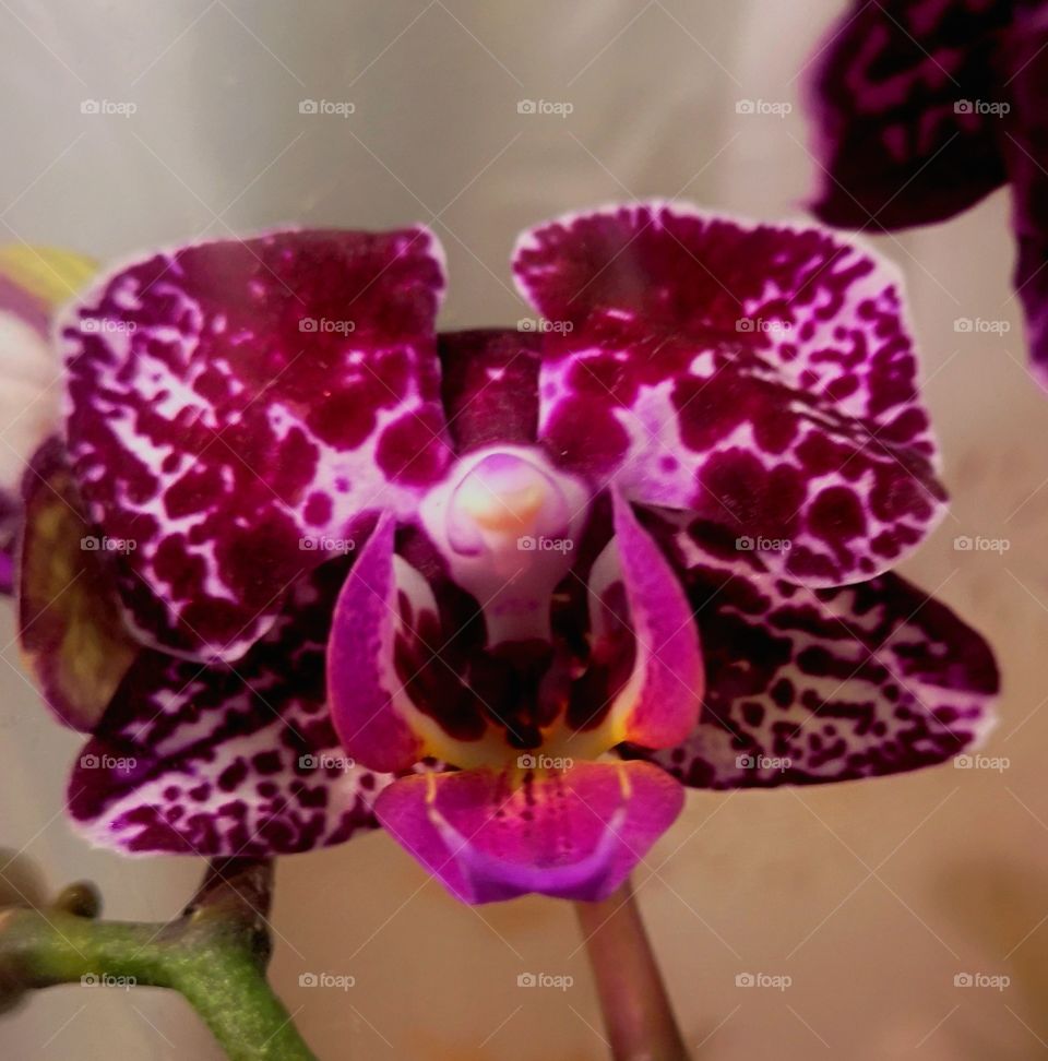 I knew orchids were alien!!