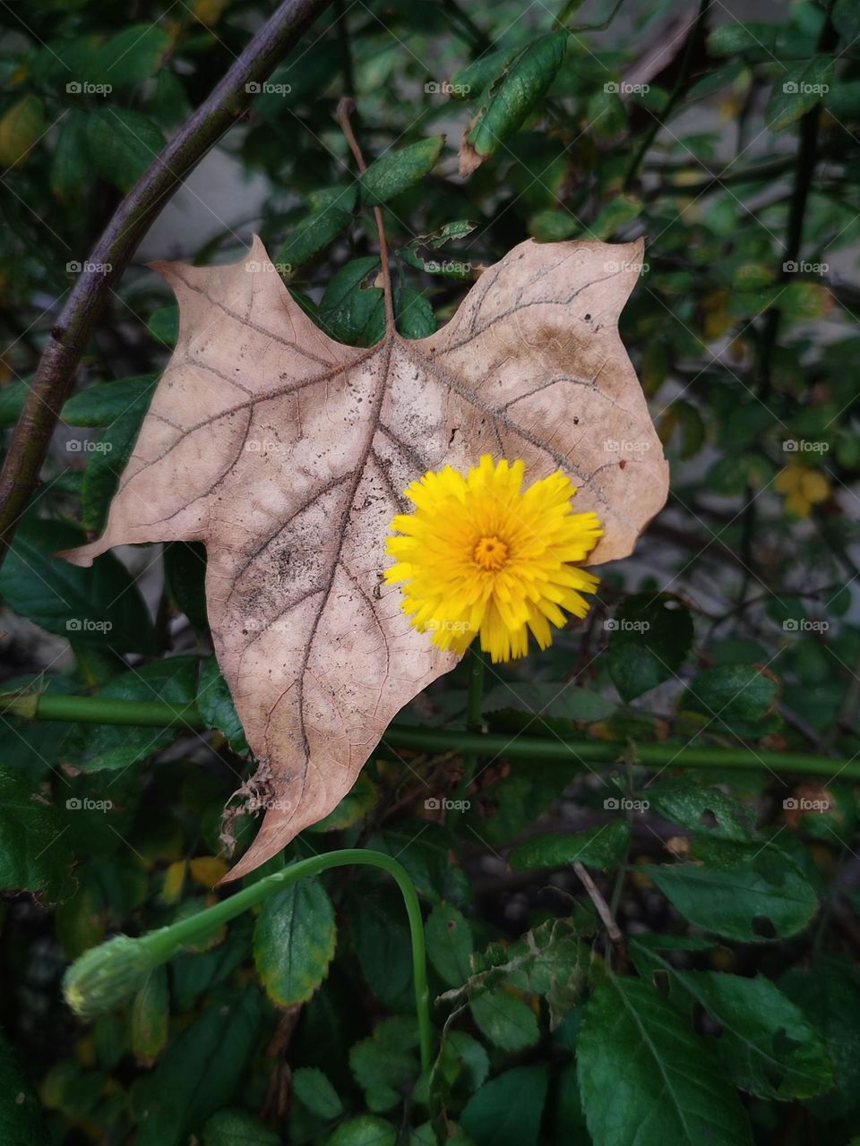 Yellow dandelion