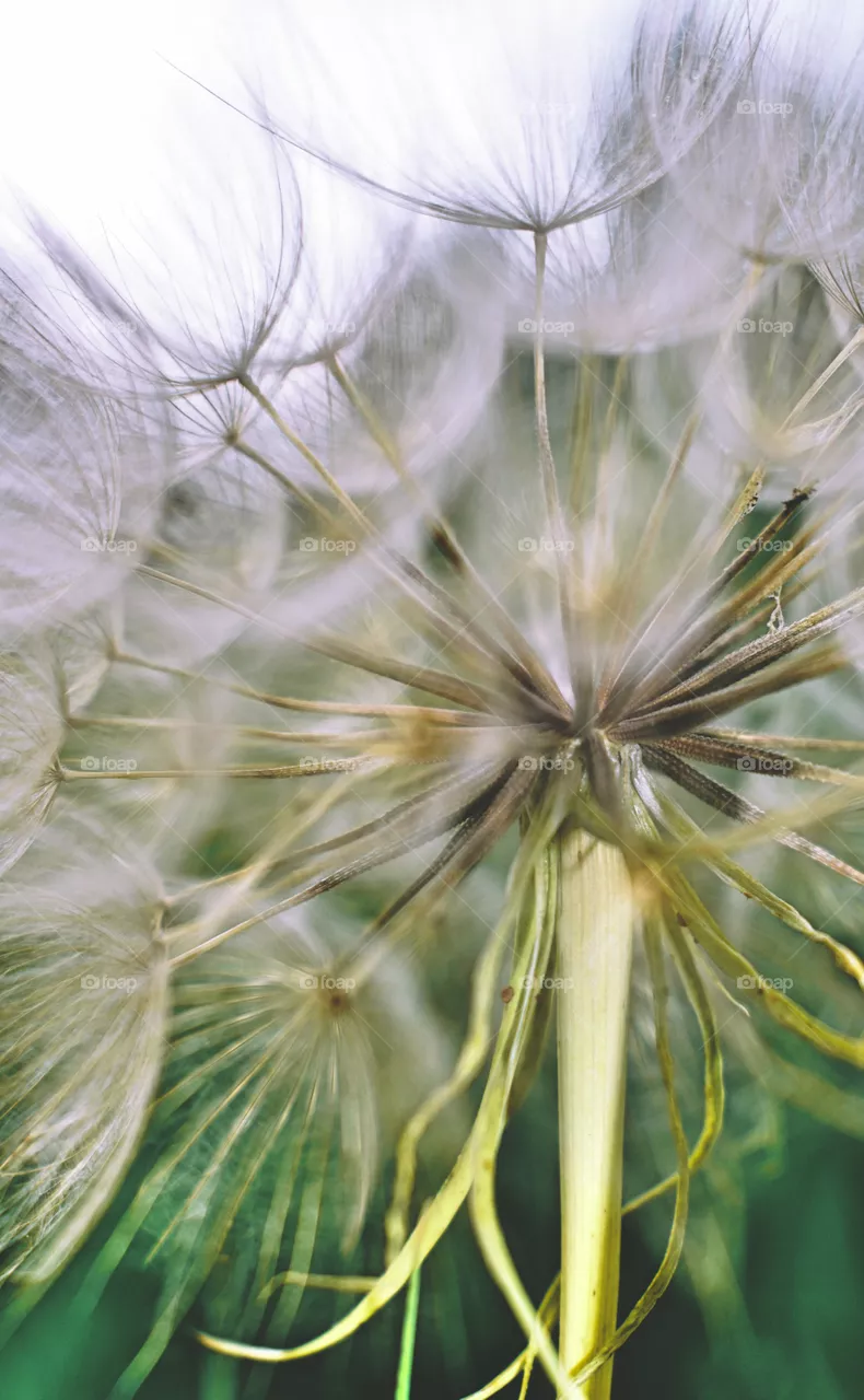 Delicate plant