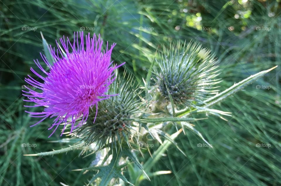 Purple plume thistle