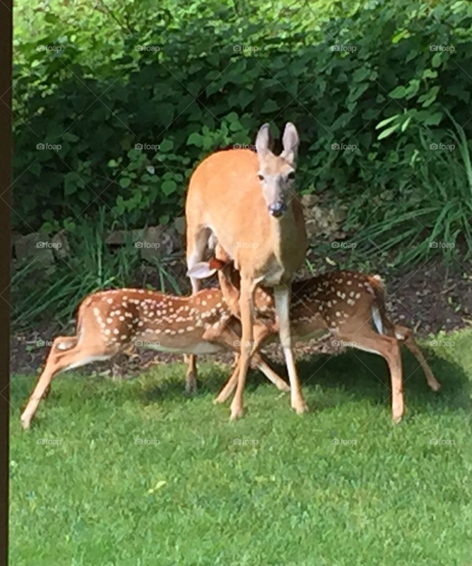 Tea for Two