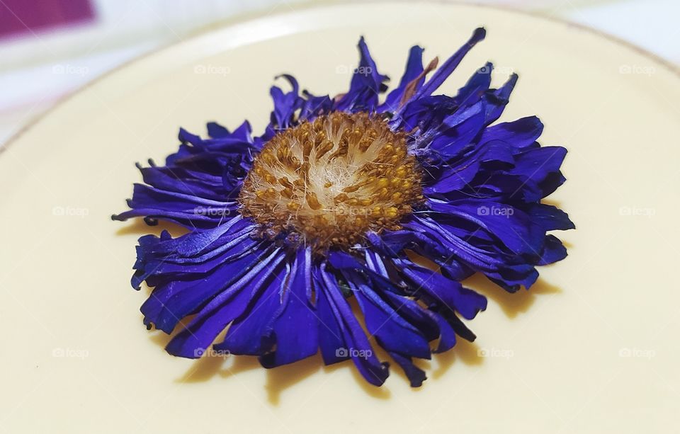 Shevanti Flowers Awesome Colour Shot on Camera