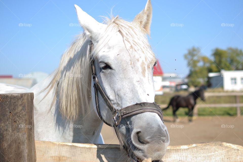 Horse at stable