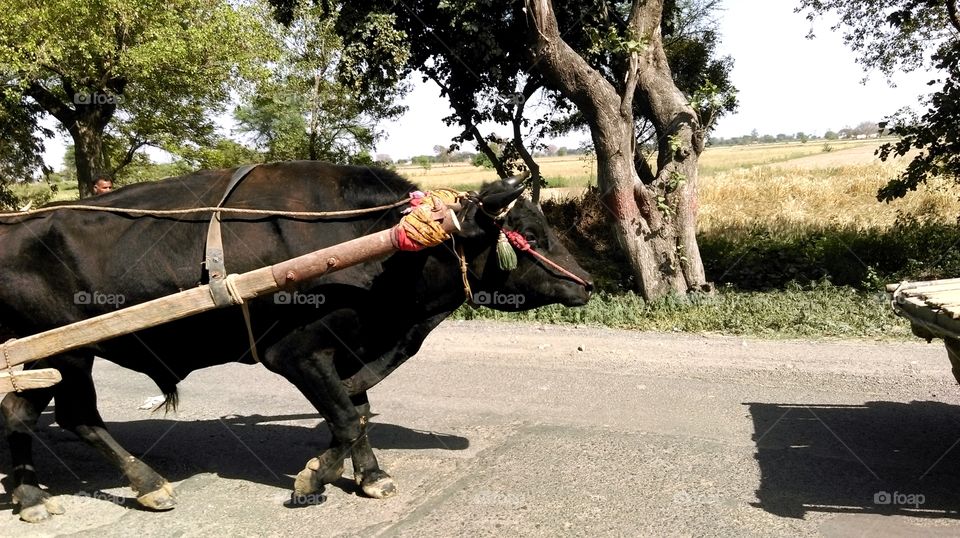 a bull riding cart