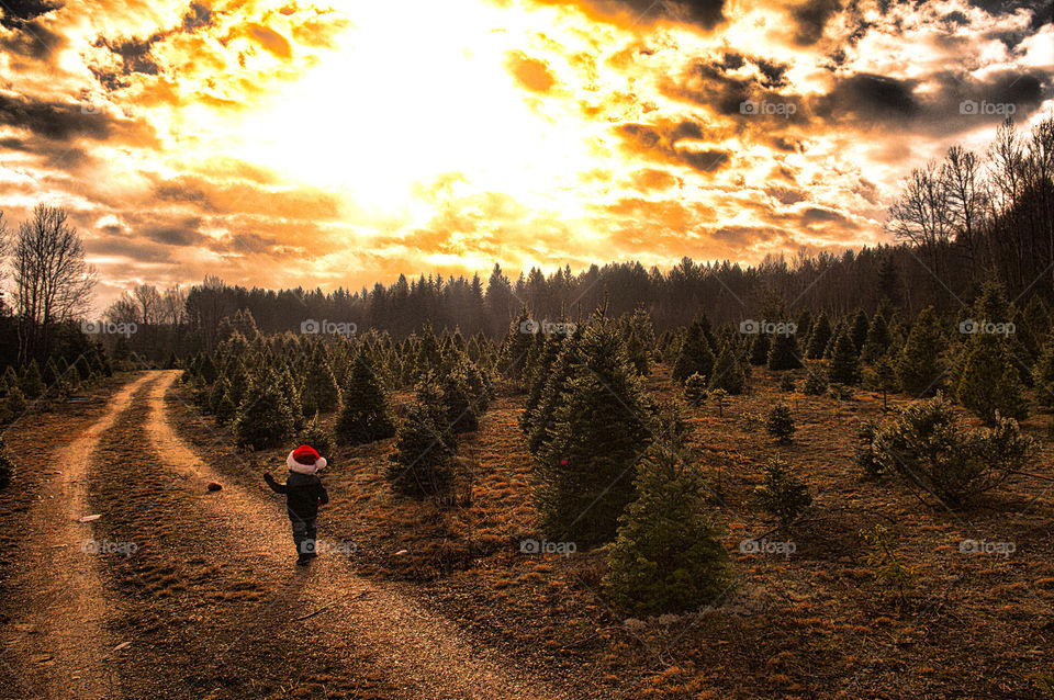 Boy walking to field to find his Christmas tree before the sun goes down.