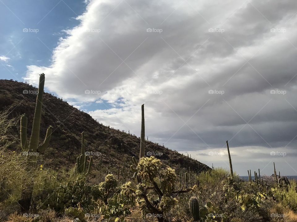 Nature - Desert Landscape 