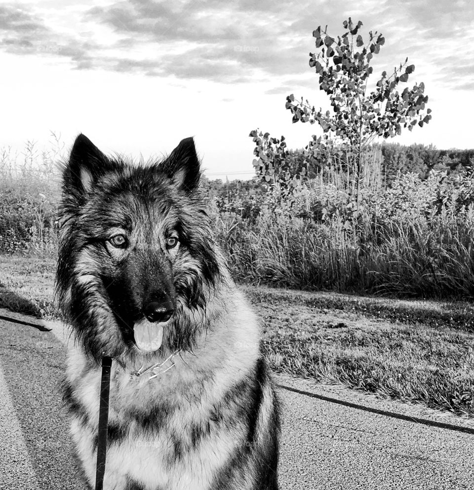 Balto's black and white world