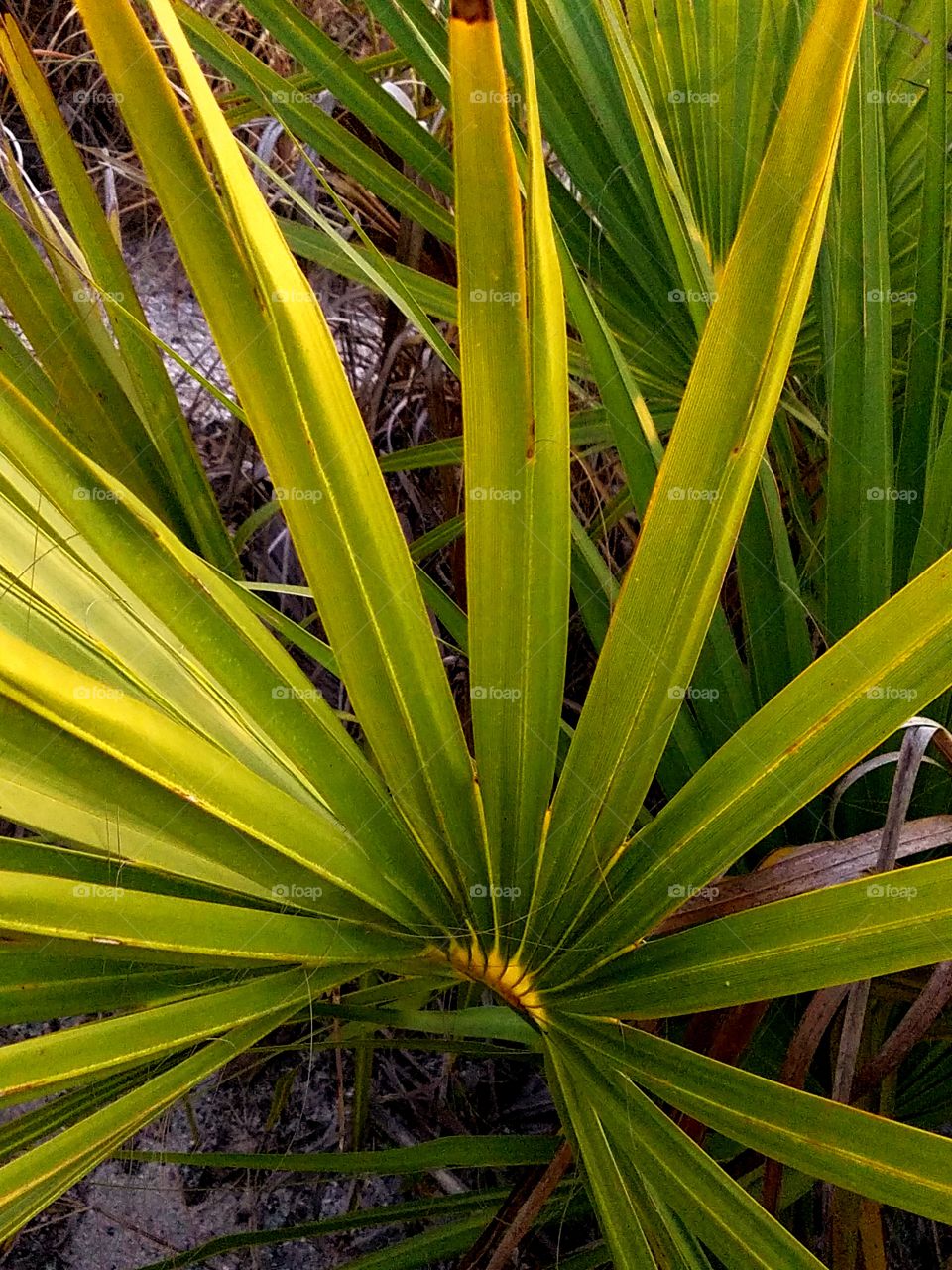 Beach Palm