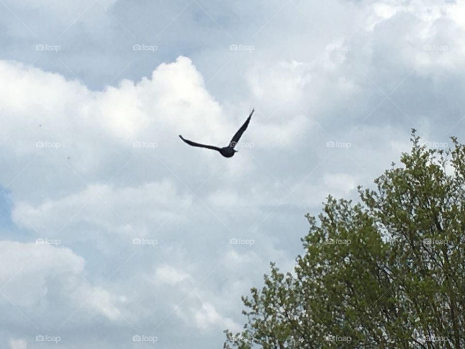 bird flies in the sky