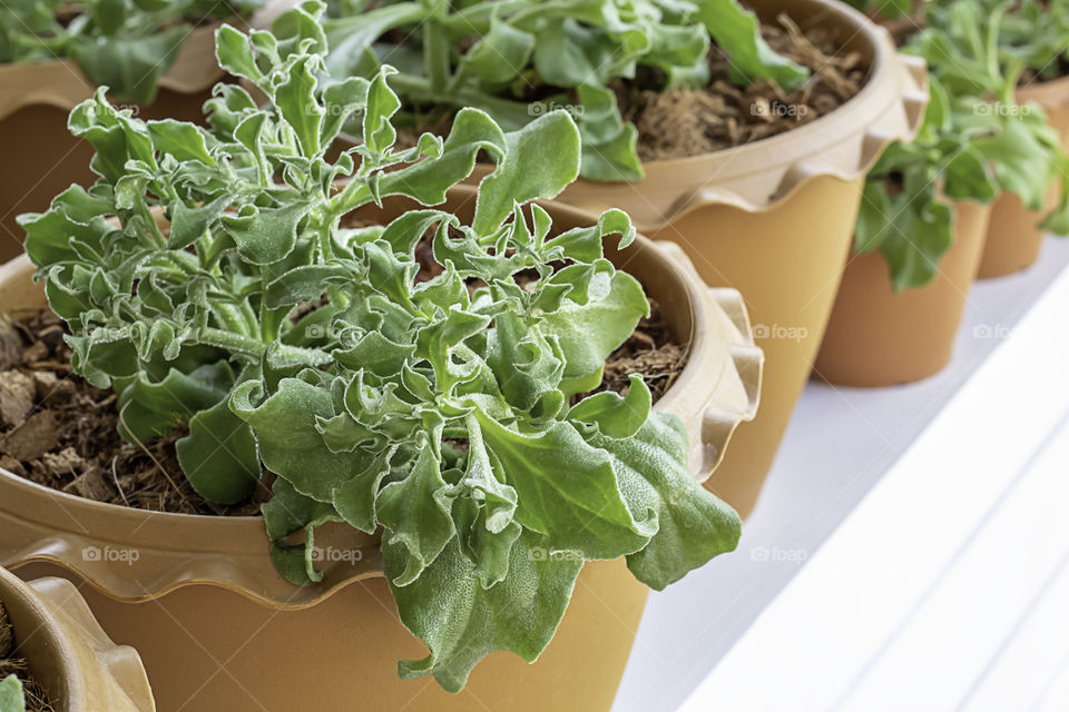 Vegetable salad green or Mesembryanthemum crystallinum In the plastic pot