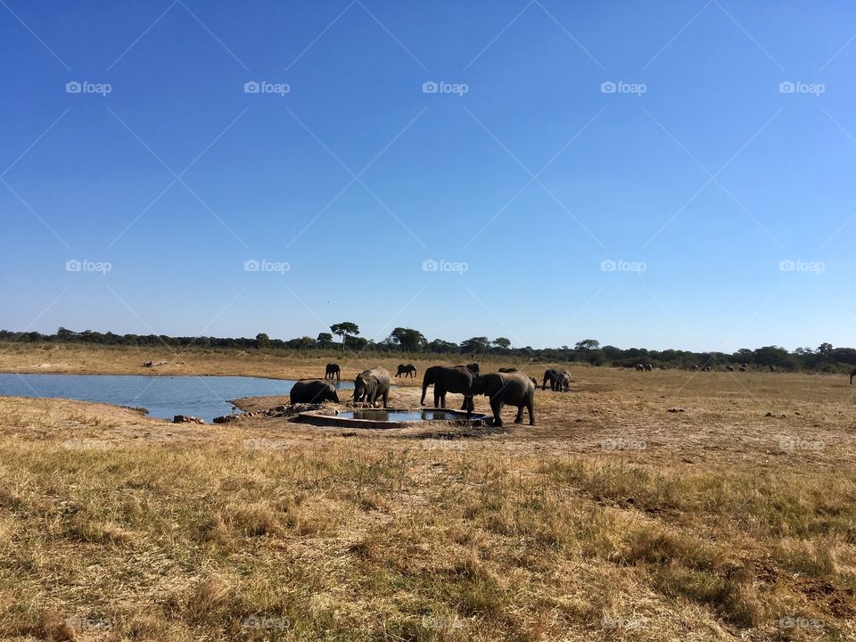 Elephants at a watering hole.