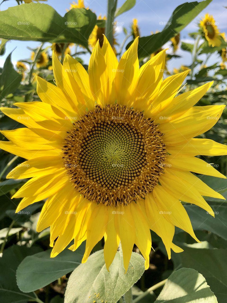Closeup sunflower head in field 