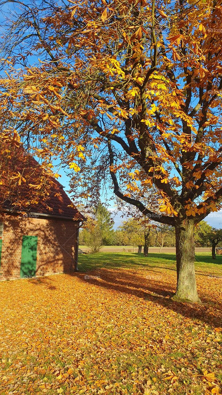 the colors of Autumn - chestnut tree on a farm - falling leaves in bright beautiful colors