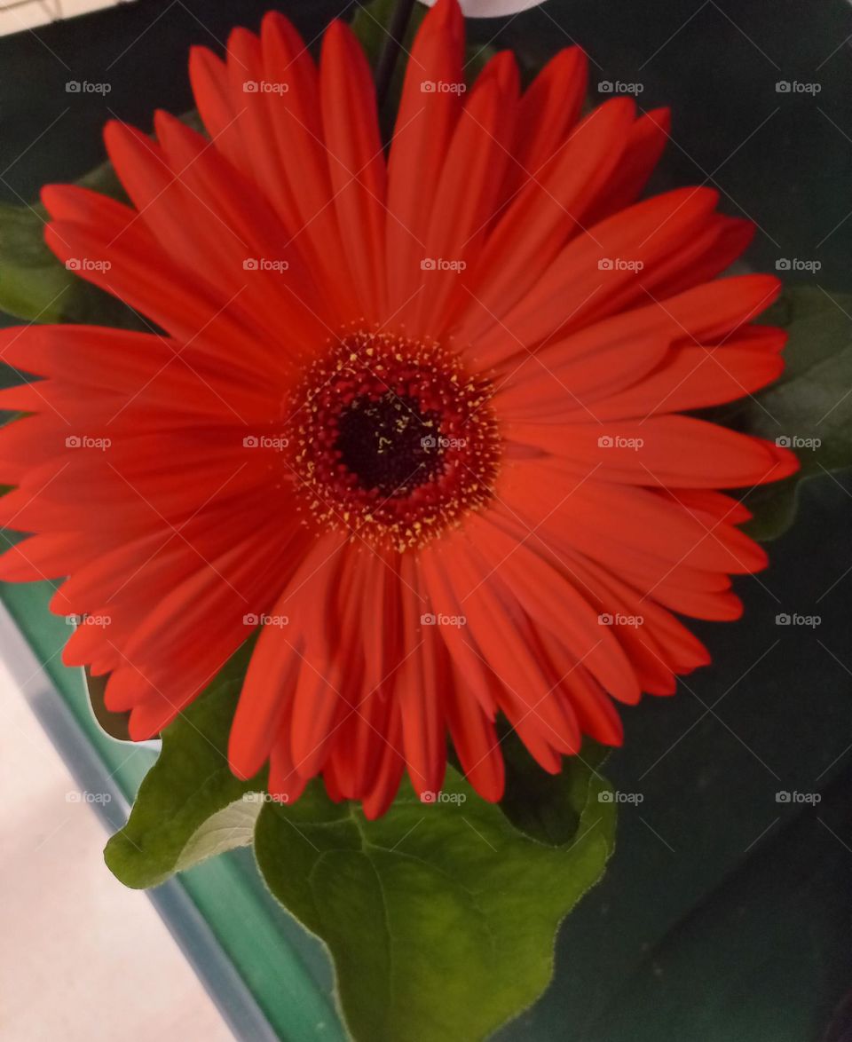 Gérbera  vermelha, beleza, elegância , sofisticação e exuberância.   A Gérbera é uma  excelente  flor para dar de presente, pois leva encantamento e energia positiva para os ambientes