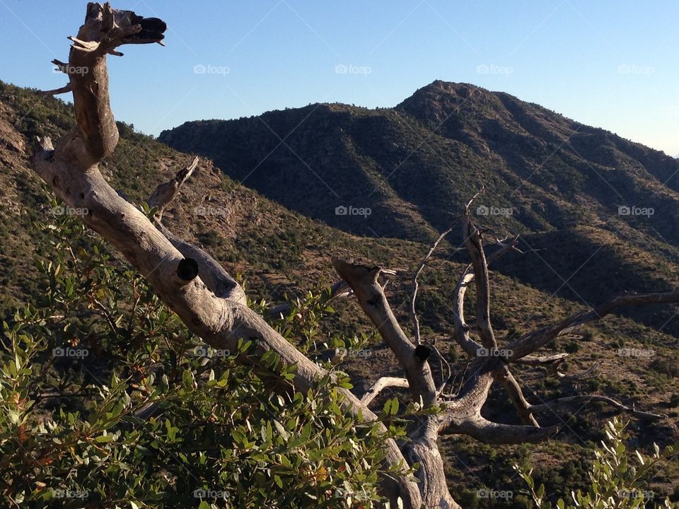 Old tree. Evening on Mount Lemmon