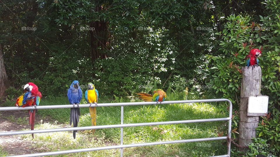 chattering parrots