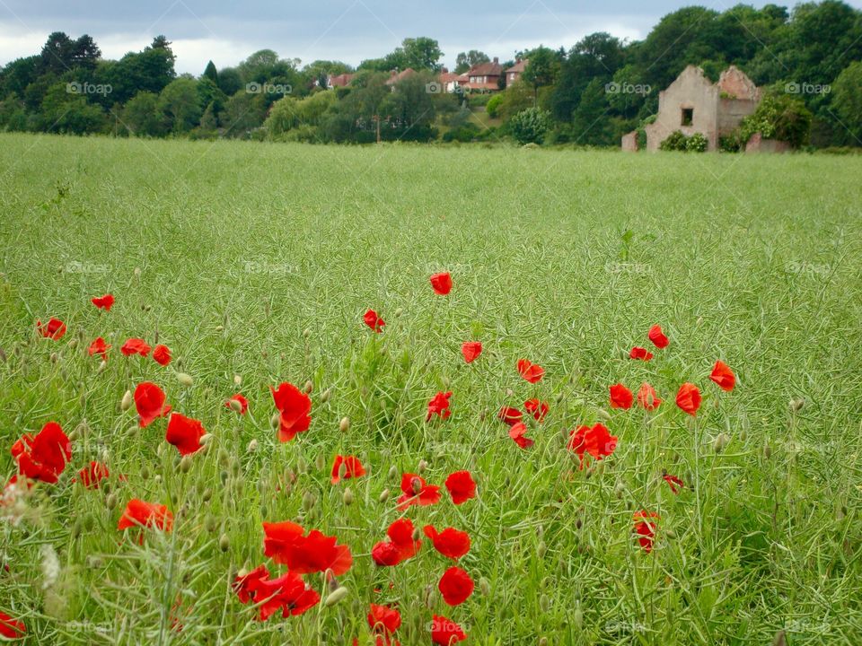 Wild Poppies growing in a field near my home 