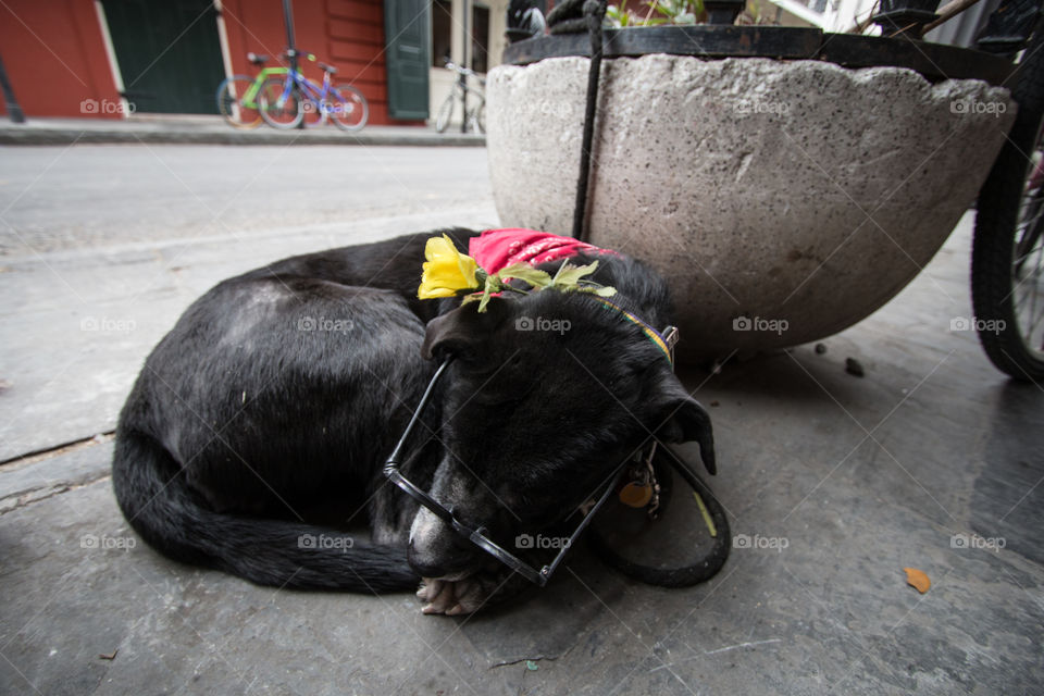 Street, Dog, People, No Person, Mammal