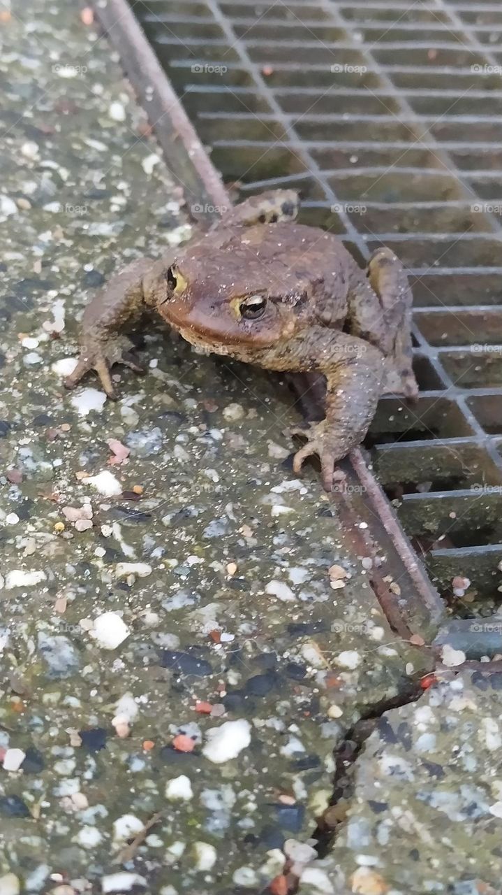 toad