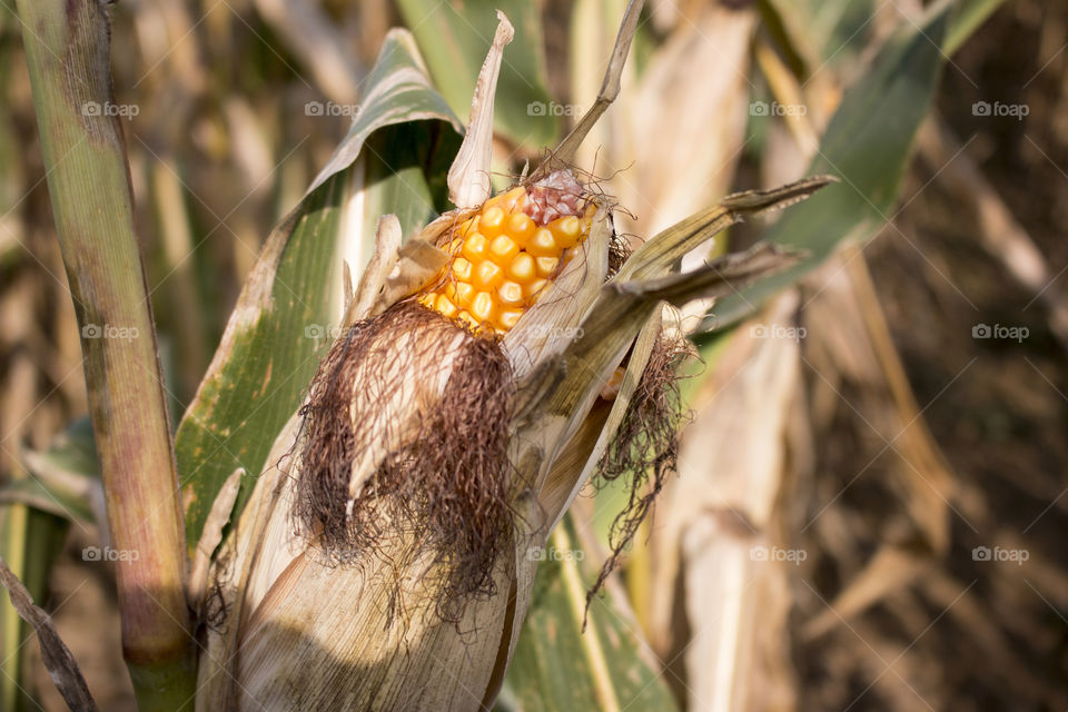 Corncob