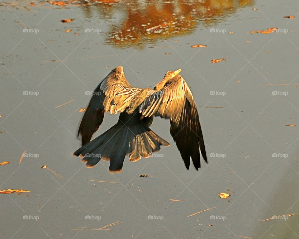 Waterbird flying 