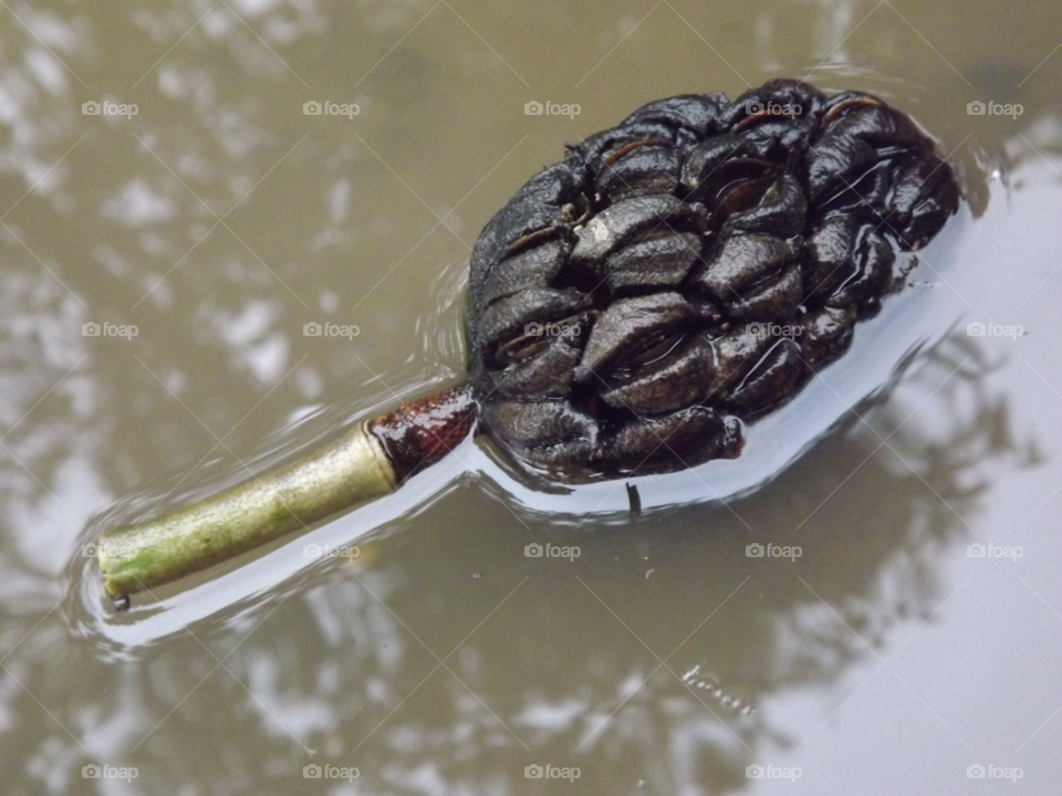 water reflection ripples acorn by yasinali