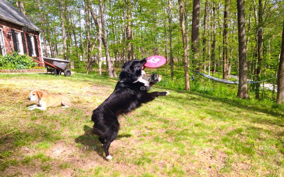 Frisbee champ