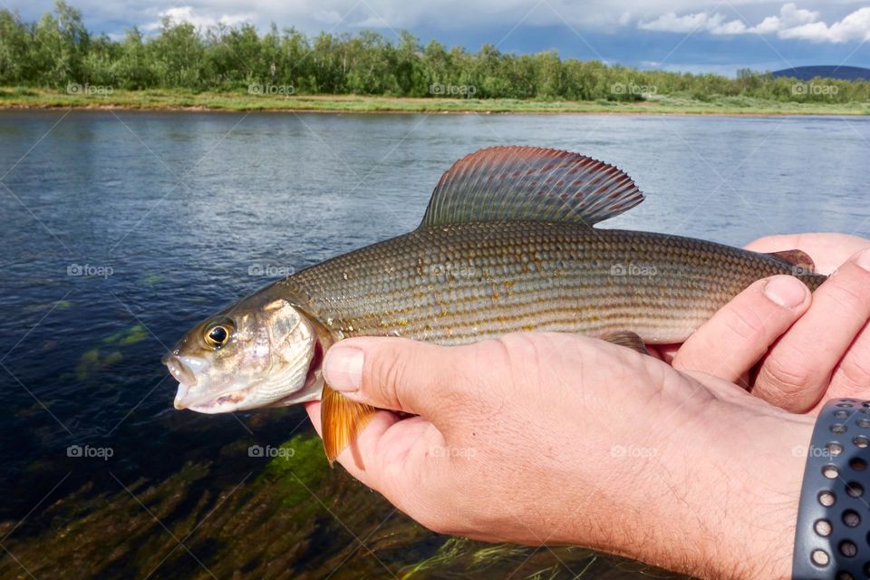 Fisherman releasing small unharmed grayling back to river in Swedish Lapland in August 2021.