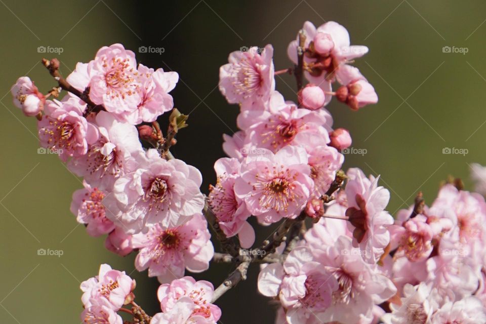 peach blossom