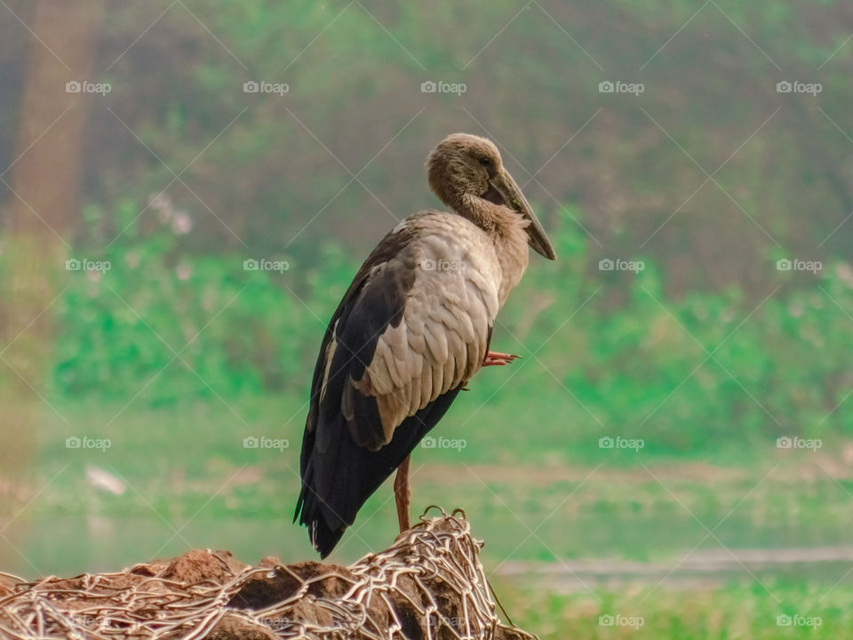 Bird -The Asian Openbill stork (Anastomus oscitans)is a large wading bird in the stork family ciconiidae.This distinctive stork is found mainly in the Indian subcontinent and southeast Asia.They are grayish in colour with black feather and pink legs