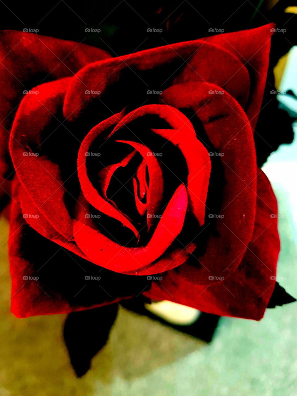 red rose