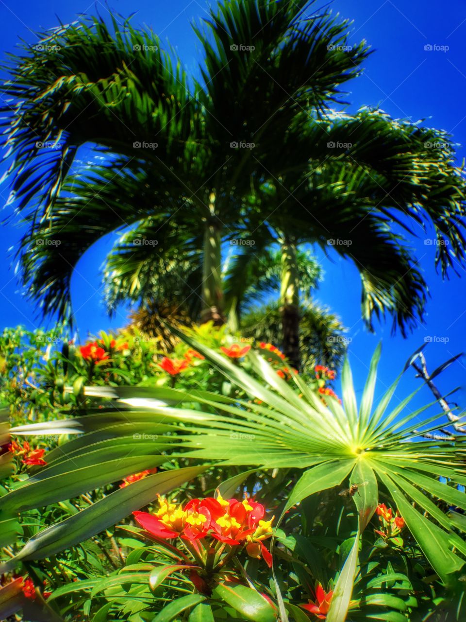 Palm tree and flowers