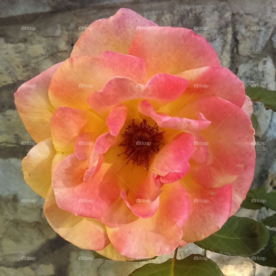 Closeup of a beautiful antique rose at sundown