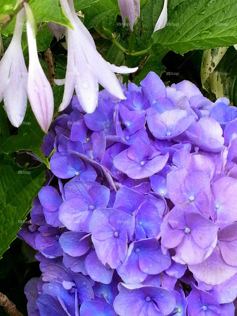 Hydrangeas in purple brighten up a summer garden bed.