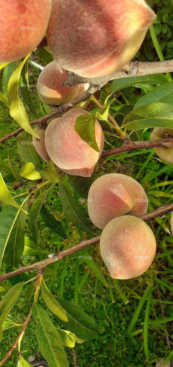 duraznos en el árbol