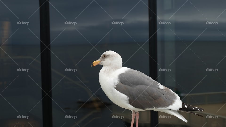 Seagull