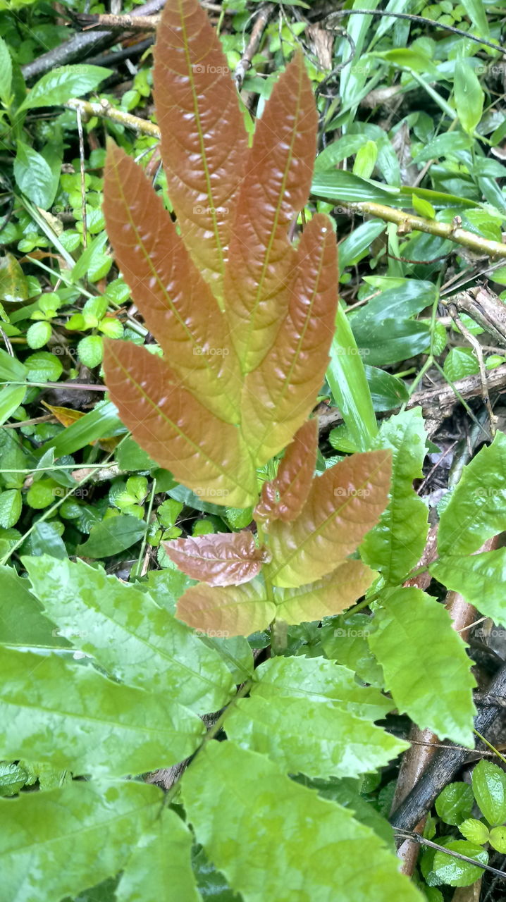 FOLHAS GALHO ÁRVORE Rhus typhina L.