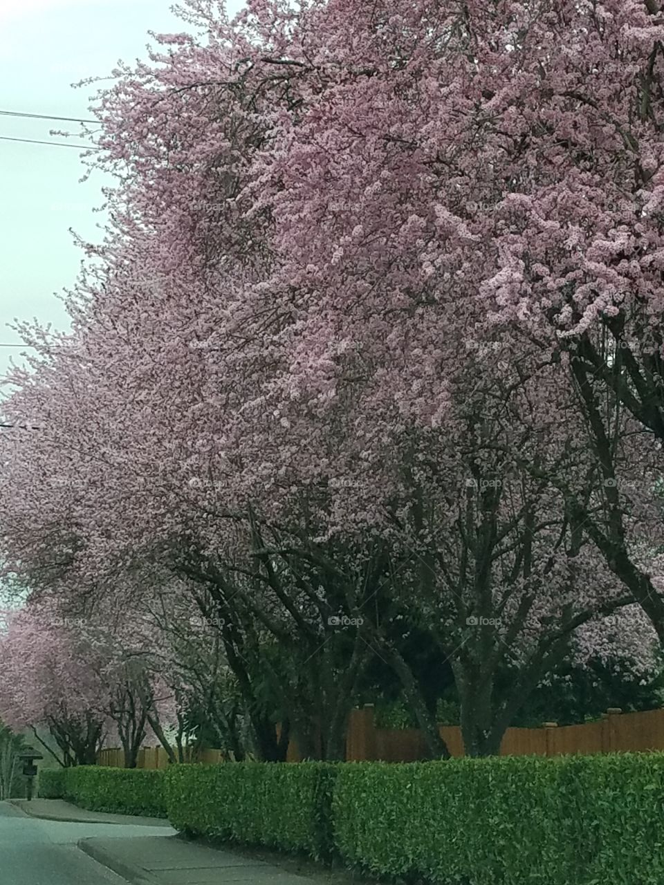 cherry blossoms