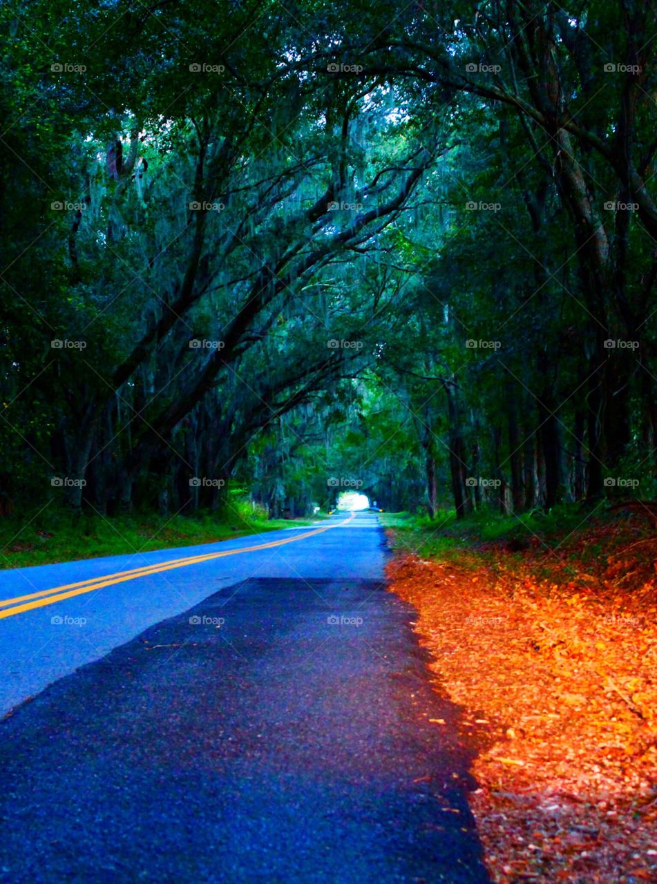 Road through trees during autumn