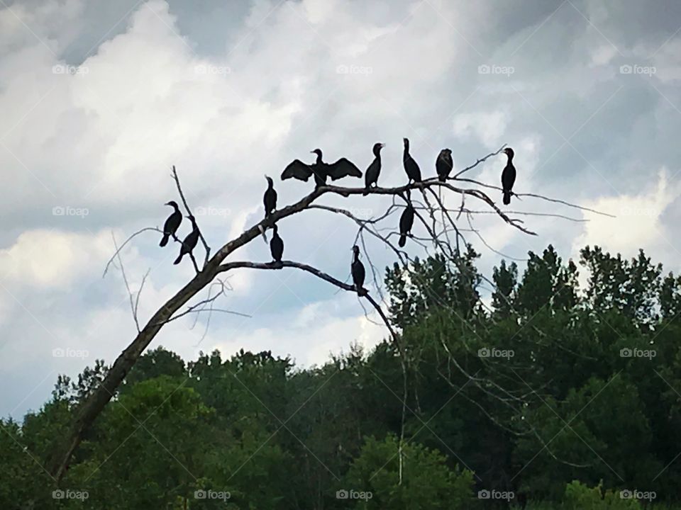 Birds on branch in wildlife area