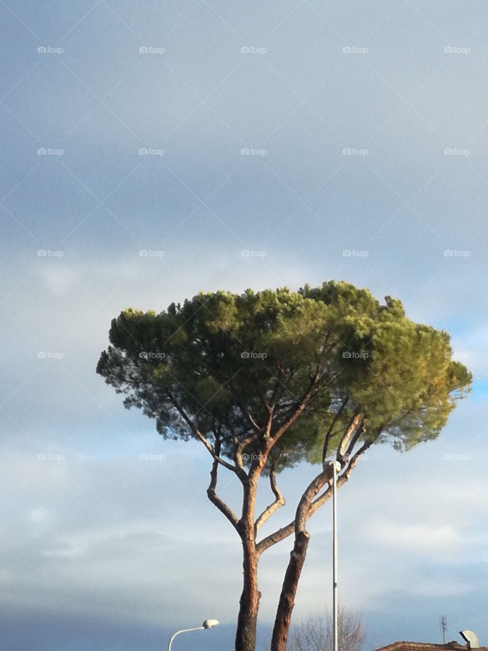 Pinus pinaster. Living also in a continental temperature