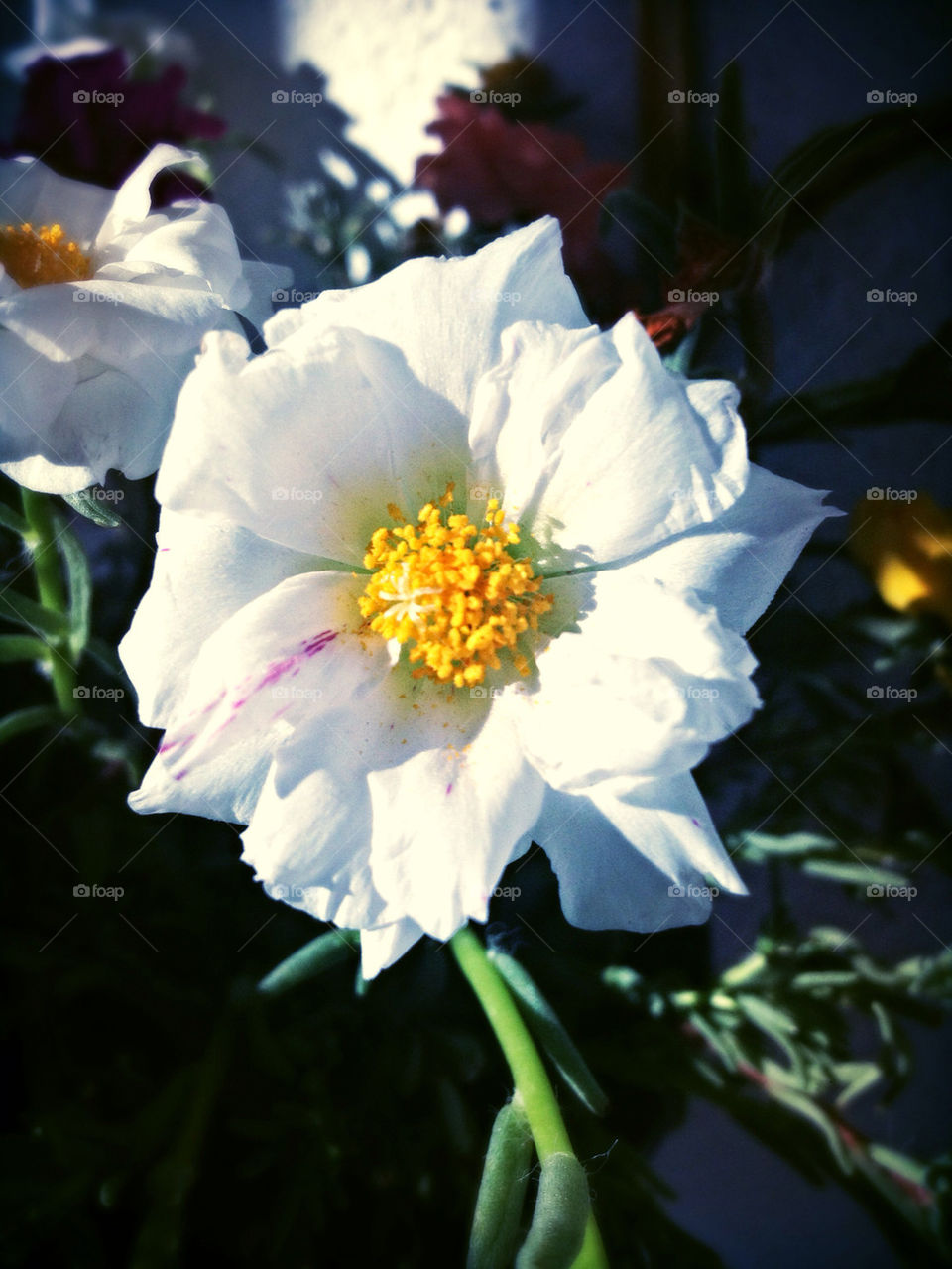 FLOWER WHITE