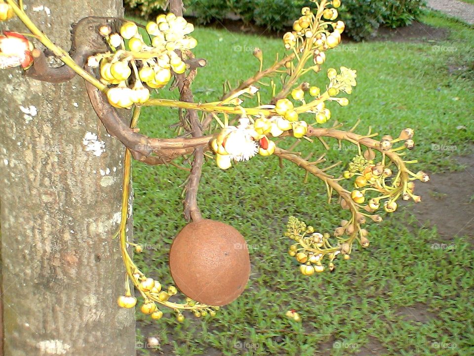 Cannonball flower buds and fruit