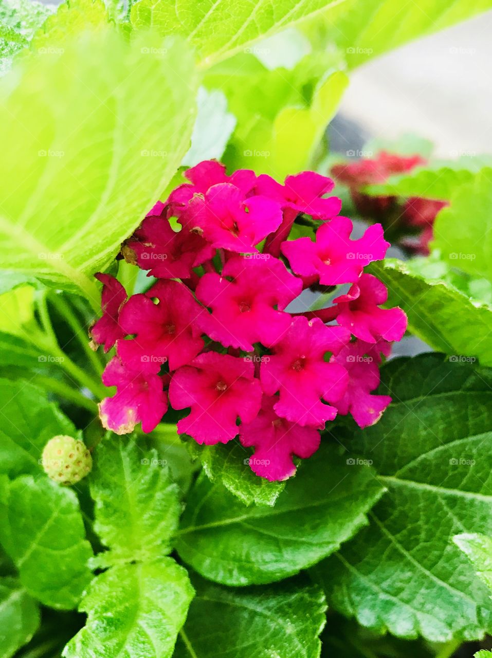 Hot Pink Flower Bright Green Leaves