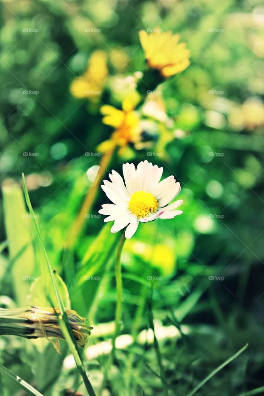 flower. summer in norway