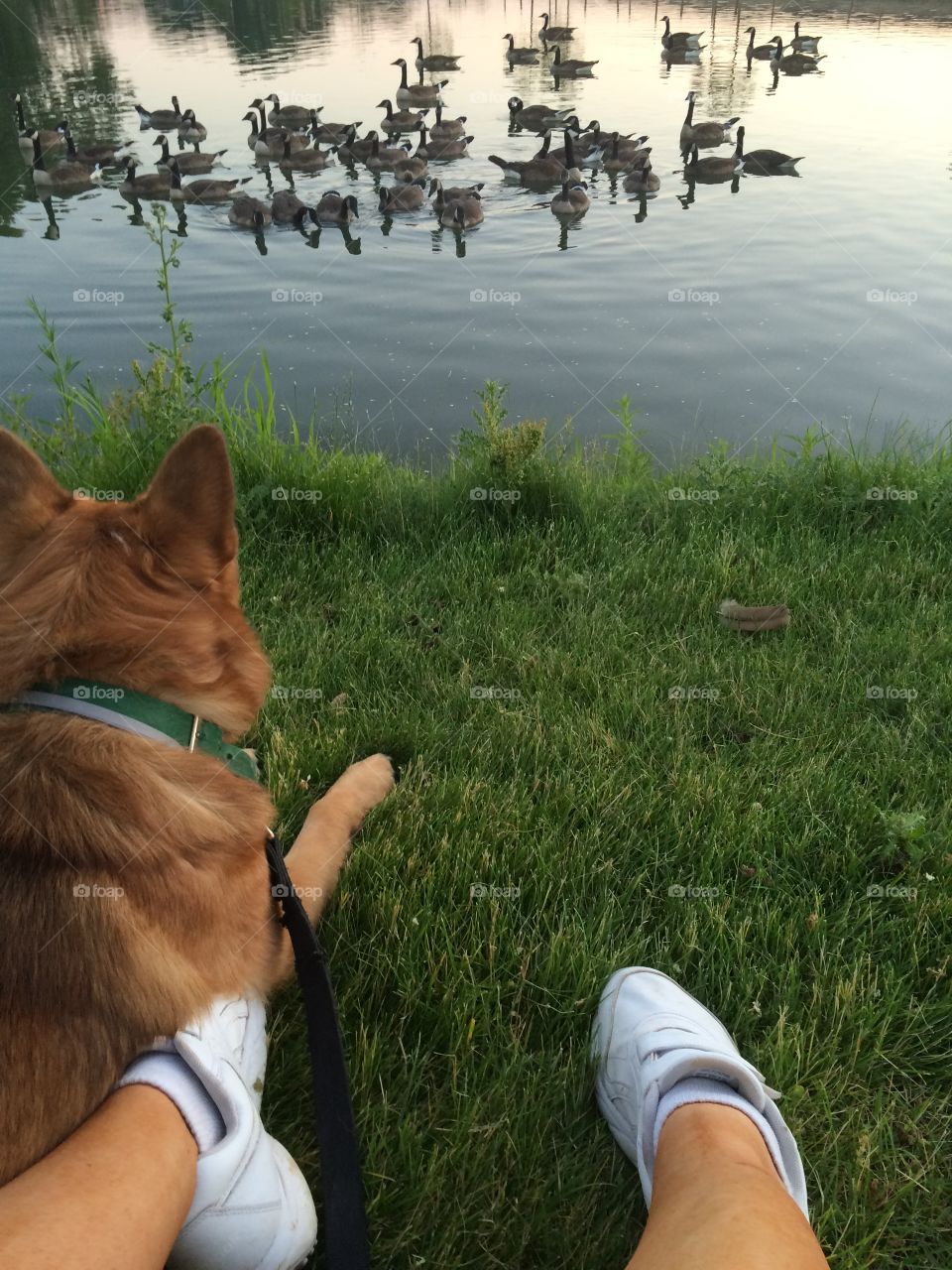 My dog restrains himself from swimming with the geese 