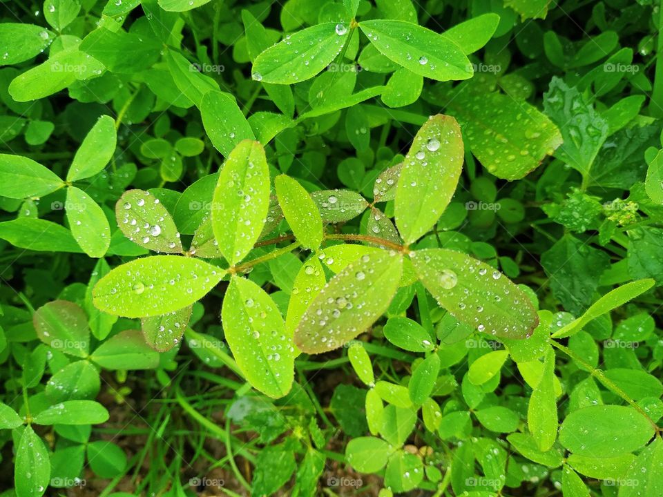 Drops of water on green leaves.