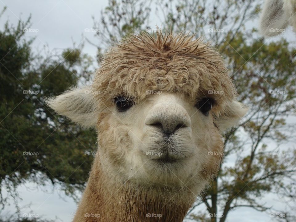 Alpaca Called Jimbob