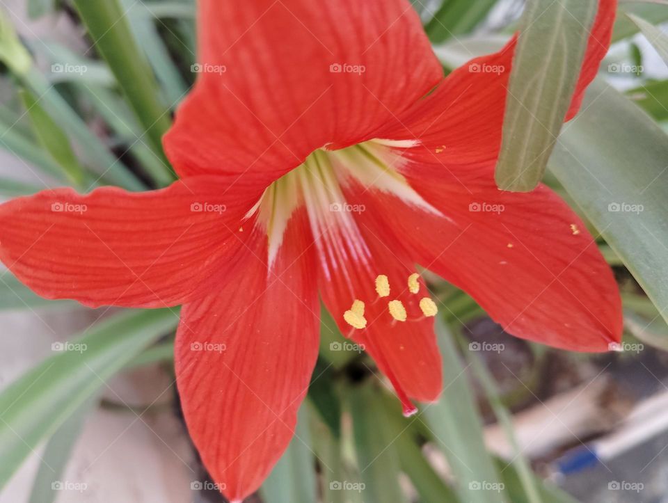 pink flower beautiful seasonal nature looks very beautiful generally found everywhere